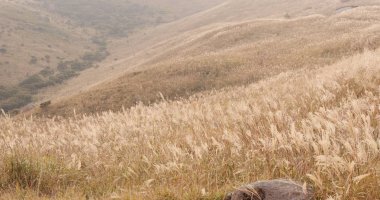 Dağ tepe Sonbahar sezonu