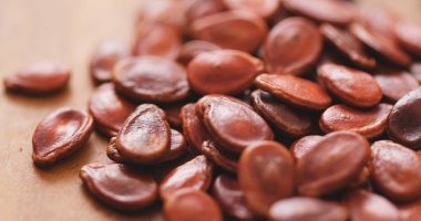 Kırmızı karpuz tohumu yakın çekim