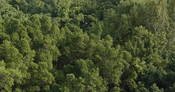 Vista Superior Del Bosque Verde — Foto de Stock