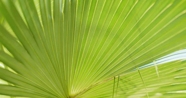 Grüne Palmblätter Aus Nächster Nähe — Stockfoto