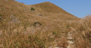 Güzel Gümüş çim dağ