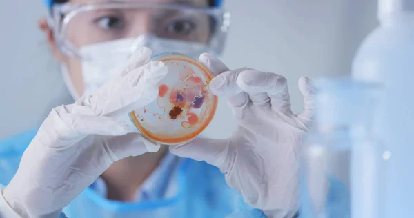Observação Científica Sobre Placa Petri Laboratório — Fotografia de Stock