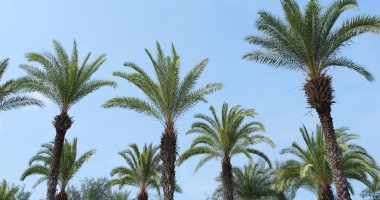 Mavi gökyüzüne karşı palmiye ağaçları