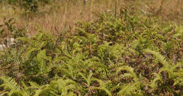 山の牧草地に Slivergrass をクローズ アップ — ストック写真