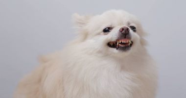 Pomeranian köpek kızıyor 