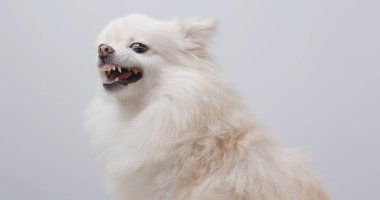 Pomeranian köpek kabuk yakın çekim