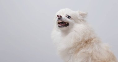 Beyaz Pomeranya köpeği kızgın 
