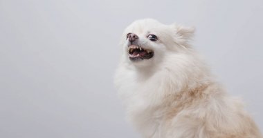 White pomeranian dog get angry  clipart
