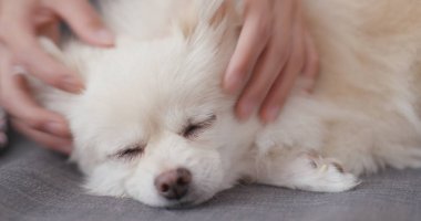 Pomeranian köpek evde beslenen hayvan sahip touch 