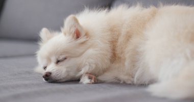 Pomeranian köpek kanepede uyuyor 