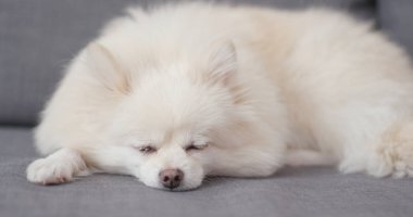 Uyuyan pomeranian köpek vasıl ev 