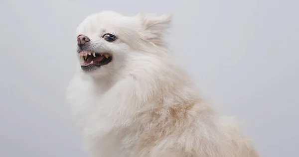 Casca Cão Pomerânia Fechar — Fotografia de Stock