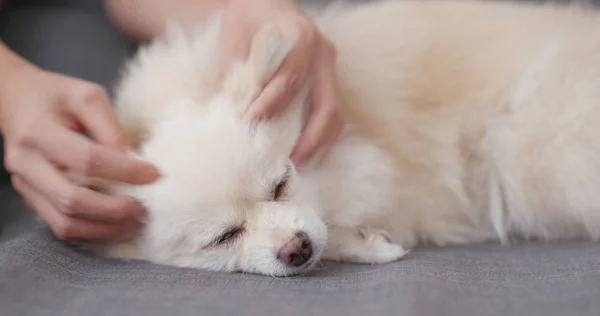 Tierbesitzerin Streichelt Ihren Hund — Stockfoto