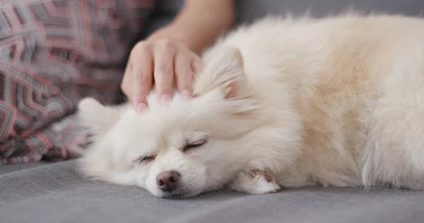 Κατοικίδιο Ζώο Ιδιοκτήτηs Αφής Pomeranian Σκύλος Και Ύπνο Στον Καναπέ — Φωτογραφία Αρχείου