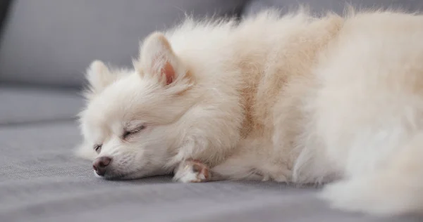 Chien Poméranien Dormant Sur Canapé — Photo