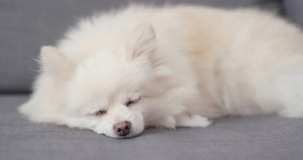 Witte Pommeren Hond Slapen Bank — Stockfoto