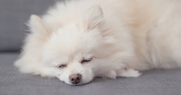 Branco Cão Pomerânia Dormindo — Fotografia de Stock