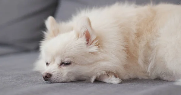 Anjing Putih Pomeranian Tidur Sofa — Stok Foto