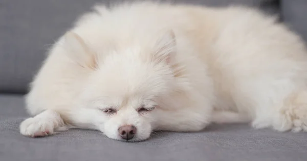 Cão Pomerano Adormecido Casa — Fotografia de Stock