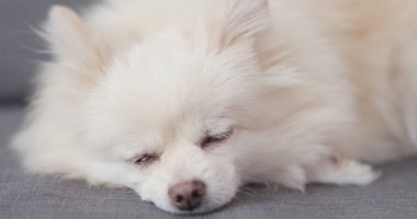 Kanepede uyumak pomeranian köpek 