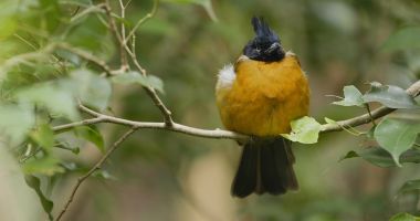 Siyah Sarı bülbül tepeli 