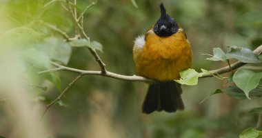 Siyah Sarı bülbül tepeli 