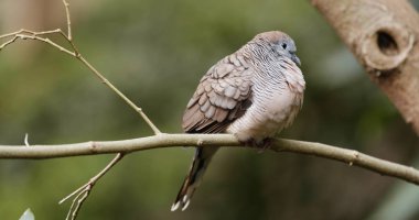 Ağaç dalı gri kuş 