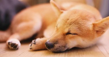 Uyuyan shiba köpek vasıl ev 