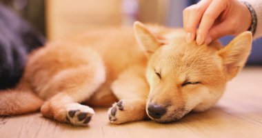 Küçük köpek yavrusu shiba Inu evde beslenen hayvan sahip touch 