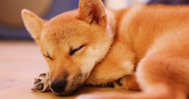 Shiba köpek uyku evde 