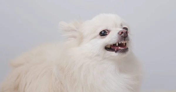White Pomeranian Dog Feel Angry — Stock Photo, Image