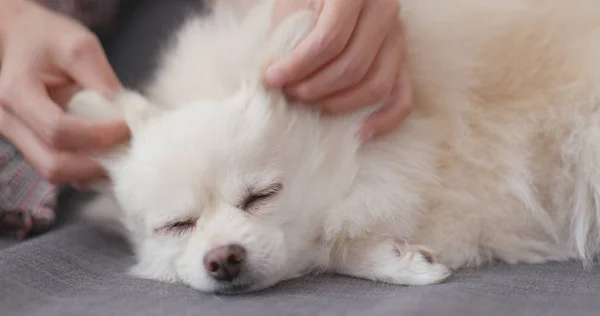 Pet Proprietário Massageando Seu Cão — Fotografia de Stock