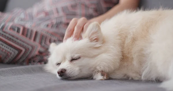 Pet Proprietário Massagem Seu Cão Branco — Fotografia de Stock