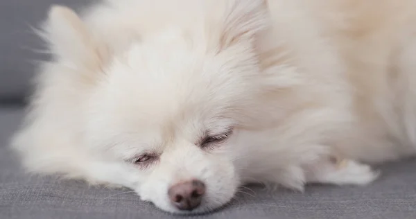 Cão Pomeranian Dormindo Sofá — Fotografia de Stock