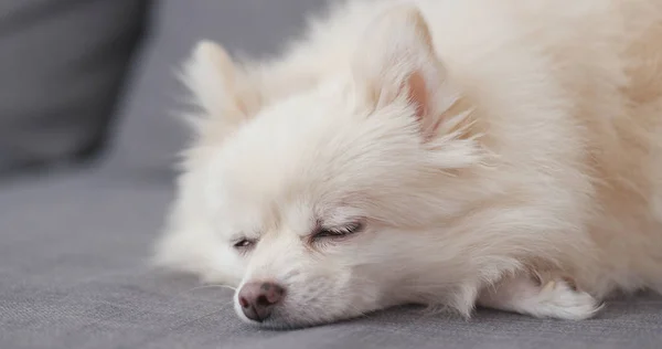 Weißer Pommerscher Hund Schläft Auf Sofa — Stockfoto