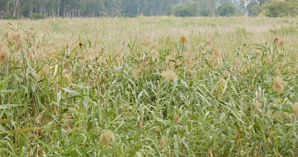 Őszi Nád Természetes Táj — Stock Fotó