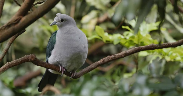 Oiseau Gris Avec Aile Verte Sur Écorce Arbre — Photo