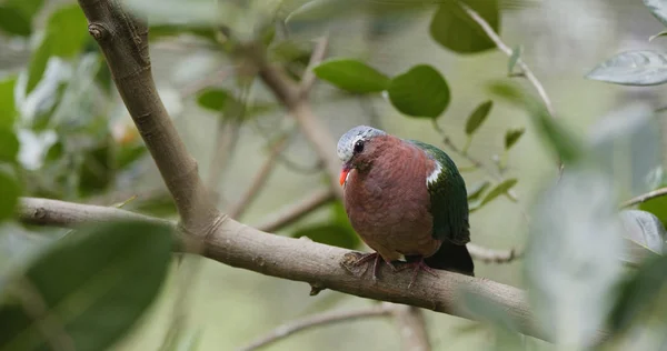 木の樹皮のピンク首緑ハト — ストック写真