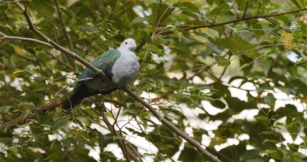 木の枝に緑の羽が灰色の鳥 — ストック写真