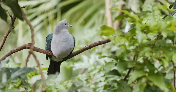 Uccello Grigio Con Ala Verde Sul Ramo Dell Albero — Foto Stock