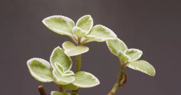 Water Spray Green Plant — Stock Photo, Image