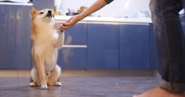 Shiba Inu Pes Dává Ruku Požádat Svačinu — Stock fotografie