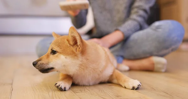 Pequeño Cachorro Cepillo Pelo Casa — Foto de Stock