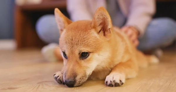 Shiba Inu Ruang Tamu — Stok Foto