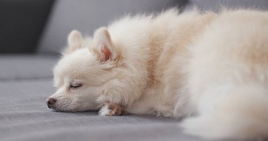 Kanepede uyumak pomeranian köpek 
