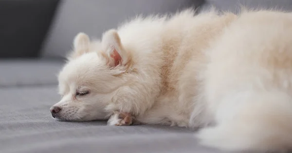 Pomeranian Pes Spí Pohovce — Stock fotografie