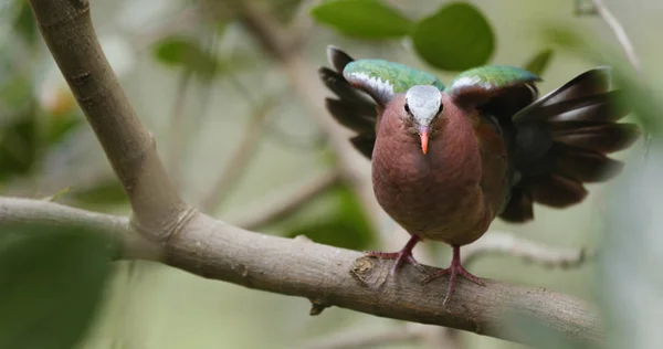 Colar Rosa Pombo Verde — Fotografia de Stock