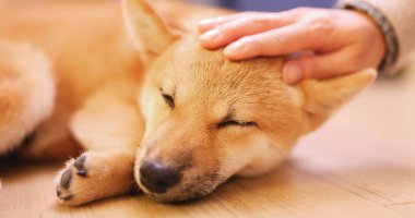 Küçük shiba katta uyuyan 