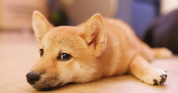 Cão Shibu Adormecido Casa — Fotografia de Stock