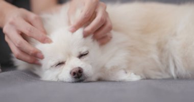 Beyaz köpek evde beslenen hayvan sahip Masaj 